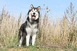 ALASKAN MALAMUTE 030